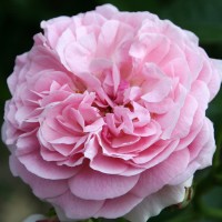 Роза плетистая Лавендер Лесси (Rose Climbing Lavender Lassie)