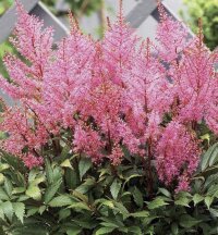 Астильба Арендса Смайл эт Ми (Astilbe Arendsii Smile at Me)