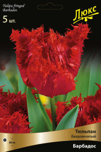 Тюльпан бахромчатый Барбадос (Tulipa fringed Barbados)