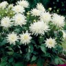 Георгина декоративная Аспен (Dahlia decorative Aspen)