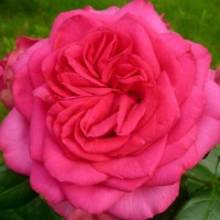 Роза плетистая Маритим (Rose Climbing Maritim)