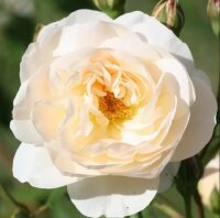 Роза парковая Вайт Энжел (Park rose White Angel)