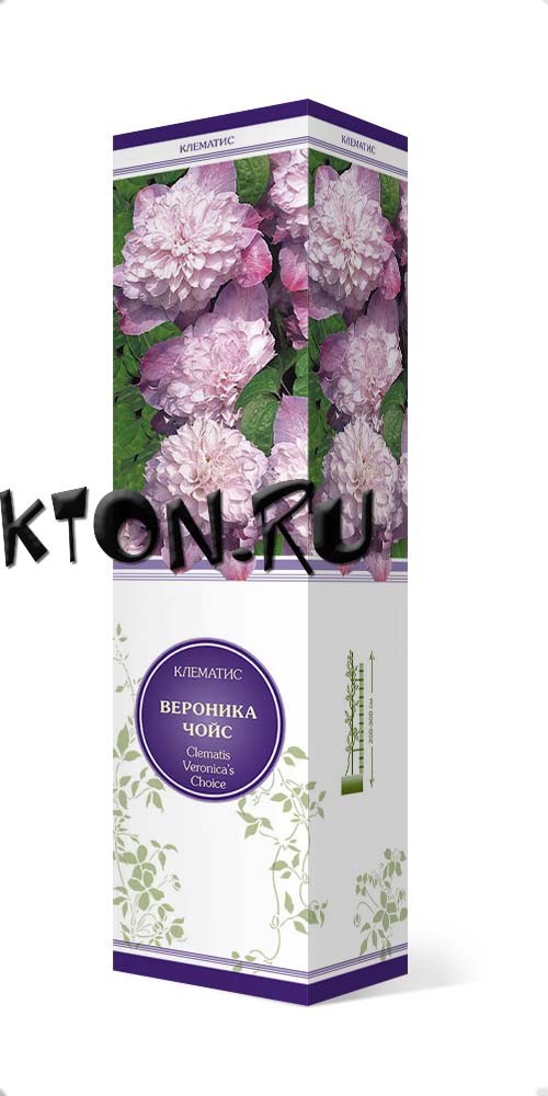 Купить Белый Крупноцветковый Клематис В Интернет Магазине