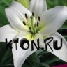 Лилия азиатская Навона (Lilium asiatic Navona)