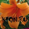 Лилия трубчатая Африкан Квин (Lilium trumpet African Queen)