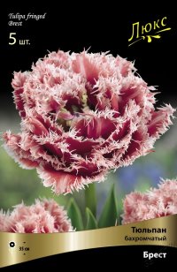 Тюльпан бахромчатый Брест (Tulipa fringed Brest)