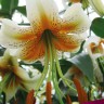 Лилия видовая Леди Элис (Lilium Martagon hybrid Ledy Alice)  