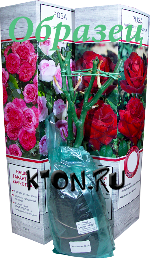 Плетистые розы Пинк Клод купить в интернет магазине Ктон