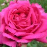Роза плетистая Пинк Клод (Rose Climbing Pink Cloud)