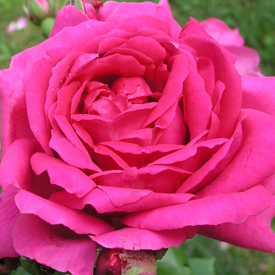 Плетистые розы Пинк Клод купить в интернет магазине Ктон