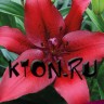 Лилия ЛА гибрид Ориджинал Лав (Lilium LA hybrid Original Love)