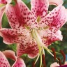 Лилия видовая Прекрасная Рубрум (Lilium Martagon hybrid Prekrasnaya Rubrum) 