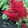 Астильба японская Ред Сентинел (Astilbe japonica Red Sentinel)