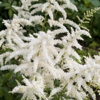 Астильба Арендса Хэппи Дей (Astilbe Arendsii Happy Day)