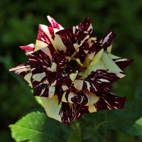 Роза чайно-гибридная Абракадабра (Rose Hybrid Tea Abracadabra)