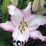 Лилия восточная Бразилия (Lilium oriental Brasilia)