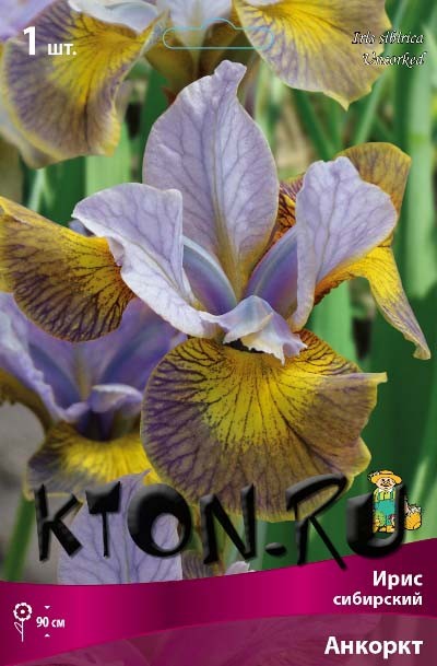 Ирис сибирский Анкоркт (Iris sibirika Uncorked)