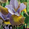 Ирис сибирский Анкоркт (Iris sibirika Uncorked)