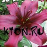 Лилия азиатская Дименшн (Lilium asiatic Dimension)