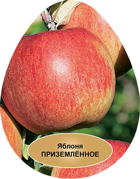 Яблоня карликовая Приземленное (Malus domestica Prizemlennoe pumila)