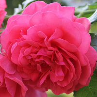 Роза парковая Гарден Фрагранс (Park rose Garden Fragrance)