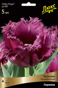 Тюльпан бахромчатый Горилла (Tulipa fringed Gorilla)