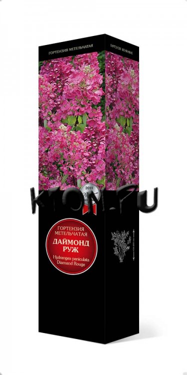Гортензия метельчатая Даймонд Руж (Hydrangea paniculata Diamond Rouge)