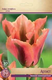 Тюльпан зеленоцветный Артист (Tulipa viridiflora Artist)