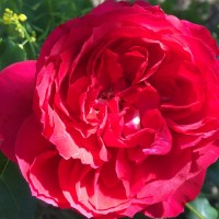 Роза парковая Рубан Руж (Park rose Ruban Rouge)