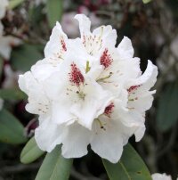 Рододендрон гибридный Гартендиректор Ригер (Rhododendron hybrida Gartendirektor Rieger)