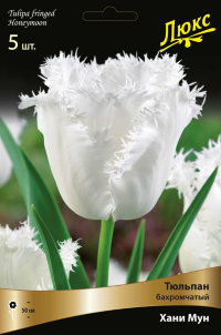Тюльпан бахромчатый Ханимун (Tulipa fringed Honeymoon)