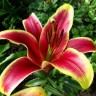 Лилия ОТ гибрид Африкан Леди (Lilium OT hybrid African Lady)