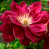 Клематис Ред Стар (Clematis Red Star)