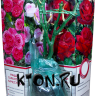Однолетний саженец розы в красочной коробке