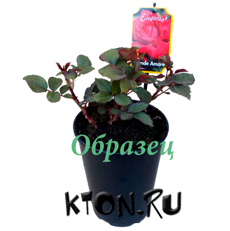 Саженец розы в контейнере