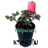 Саженец розы в контейнере