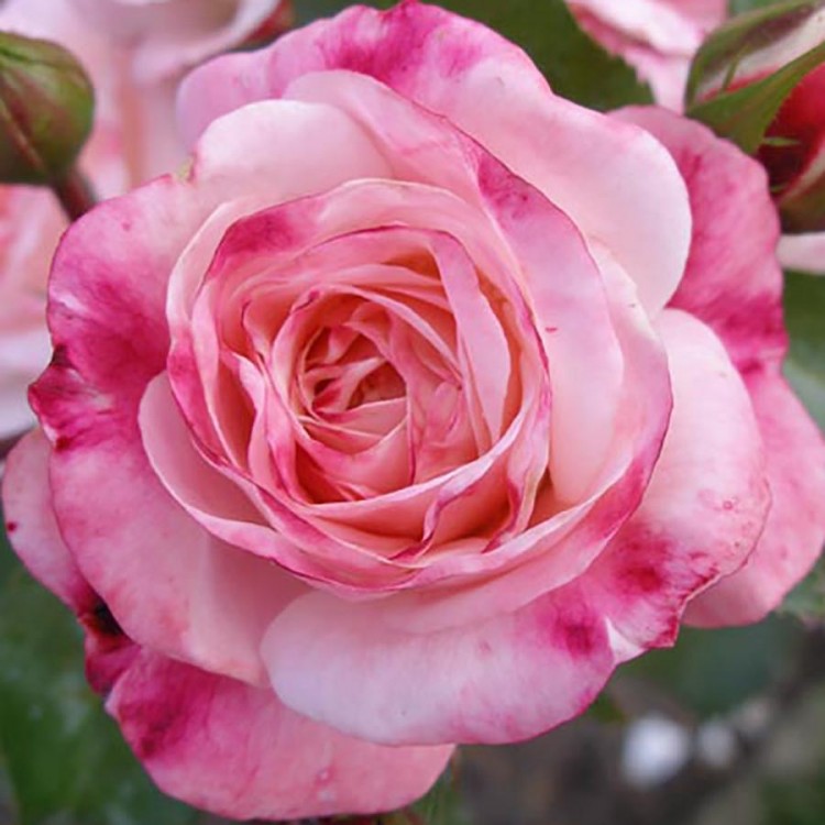 Роза парковая Розенштадт Фрайзинг (Park rose Rosenstadt Freising)