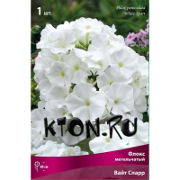 Флокс метельчатый Вайт Спарр (Phlox paniculata White Sparr)