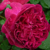 Роза парковая Гарденерс Дрим (Park rose Gardeners Dream)