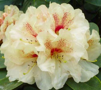 Рододендрон гибридный Голдбукет (Rhododendron hybrida Goldbukett)