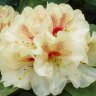Рододендрон гибридный Голдбукет (Rhododendron hybrida Goldbukett)
