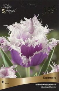 Тюльпан бахромчатый Камминс (Tulipa fringed Cummins)