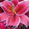 Лилия восточная Рио Негро (Lilium oriental Rio Negro)