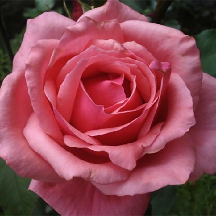 Роза чайно-гибридная Бель Анж (Rose Hybrid Tea Bel Ange)  