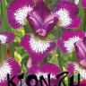 Ирис сибирский Карриер (Iris sibirika Currier)