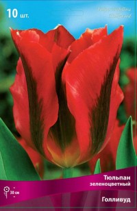 Тюльпан зеленоцветный Голливуд (Tulipa viridiflora Hollywood)