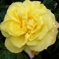 Роза парковая Лихткёниген Лючия (Park rose Lichtkonigin Lucia)
