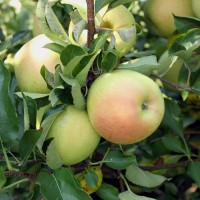 Яблоня карликовая Чудное (Malus domestica Chudnoe pumila)