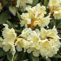 Рододендрон гибридный Голдфорт (Rhododendron hybrida Goldfort)