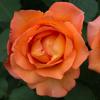 Роза чайно-гибридная Джоро (Rose Hybrid Tea Joro)